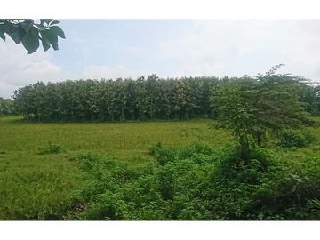 Venta de Hacienda De Teca Via Palestina-Vinces