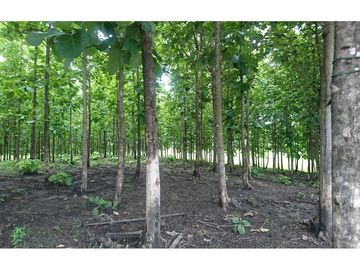 Venta de Hacienda De Teca Via Palestina-Vinces
