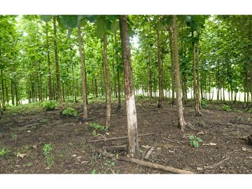 Venta de Hacienda De Teca Via Palestina-Vinces