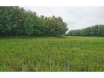 Venta de Hacienda De Teca Via Palestina-Vinces