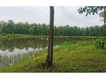 Venta de Hacienda De Teca Via Palestina-Vinces