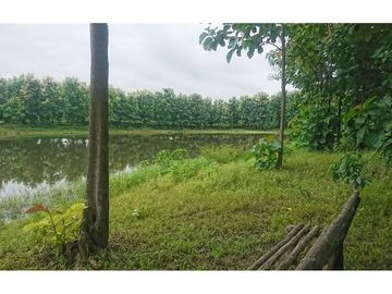 Venta de Hacienda De Teca Via Palestina-Vinces