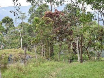 VENDO FINCA GANADERA MUNICIPIO DE CHINÁCOTA