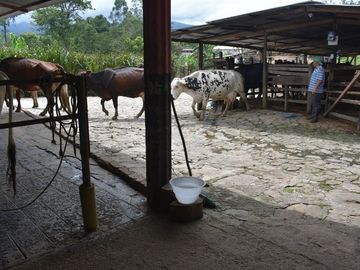 VENDO FINCA GANADERA MUNICIPIO DE CHINÁCOTA