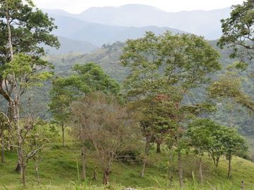 VENDO FINCA GANADERA MUNICIPIO DE CHINÁCOTA