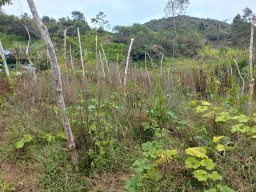 VENDO FINCA DE TRABAJO EN CONCEPCIÓN ANTIOQUIA.