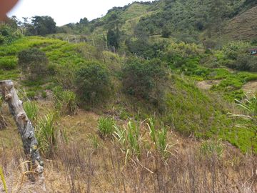 VENDO FINCA DE TRABAJO EN CONCEPCIÓN ANTIOQUIA.