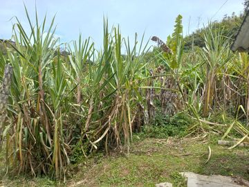 VENDO FINCA DE TRABAJO EN CONCEPCIÓN ANTIOQUIA.