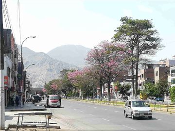 Venta de local comercial 4 pisos en las flores, San Juan de Lurigancho