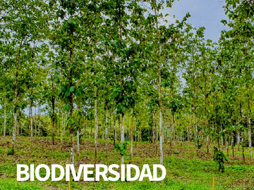 GDPTY - Finca41 de 5,005  m2 Financiada 100% SIN INTERES, ABONO Y REQUISITOS