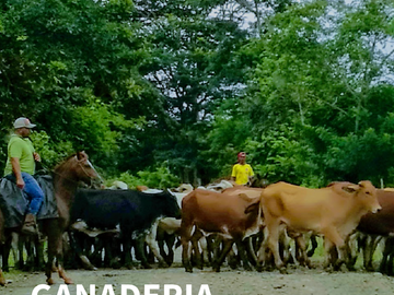 GDPTY - Finca41 de 5,005  m2 Financiada 100% SIN INTERES, ABONO Y REQUISITOS