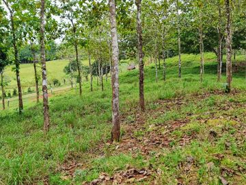 GDPTY - Finca41 de 5,005  m2 Financiada 100% SIN INTERES, ABONO Y REQUISITOS