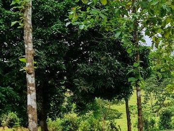 GDPTY - Finca41 de 5,005  m2 Financiada 100% SIN INTERES, ABONO Y REQUISITOS
