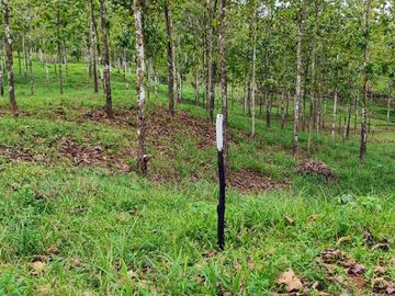 GDPTY - Finca41 de 5,005  m2 Financiada 100% SIN INTERES, ABONO Y REQUISITOS