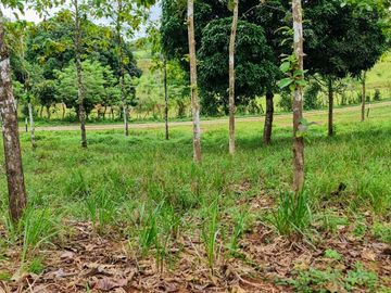 GDPTY - Finca41 de 5,005  m2 Financiada 100% SIN INTERES, ABONO Y REQUISITOS
