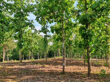 GDPTY - Finca41 de 5,005  m2 Financiada 100% SIN INTERES, ABONO Y REQUISITOS