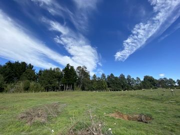 Z O N A S U R . C L Destino habitacional o comercial casa  terreno de 5.000 m2 a orilla de camino público Pedregoso Villarrica