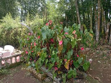 SE VENDE FINCA EN KM 30 SAN BERNARDO, DAGUA, VALLE DEL CAUCA