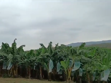 Bananera de Venta en Santa Elena