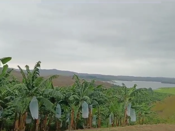 Bananera de Venta en Santa Elena