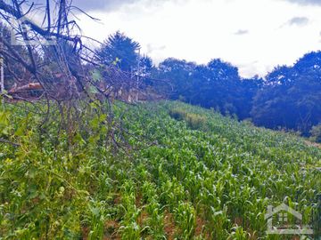 VENTA DE TERRENO EN MINERAL DEL CHICO CARBONERAS.