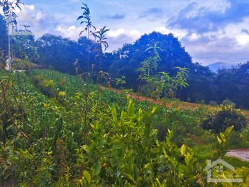 VENTA DE TERRENO EN MINERAL DEL CHICO CARBONERAS.