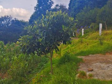 VENTA DE TERRENO EN MINERAL DEL CHICO CARBONERAS.