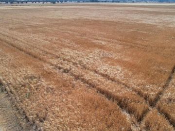 Terreno Ejidal de 1.6 Hectáreas en Venta en Apan, Hidalgo.
