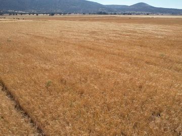 Terreno Ejidal de 1.6 Hectáreas en Venta en Apan, Hidalgo.