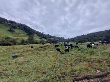 hacienda lechera ganadera de venta sector vía a soldados a 12 minutos de Cuenca