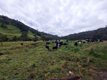 hacienda lechera ganadera de venta sector vía a soldados a 12 minutos de Cuenca