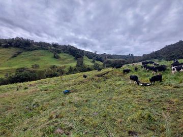hacienda lechera ganadera de venta sector vía a soldados a 12 minutos de Cuenca