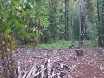 Quintero, parcelas de 2 hectáreas, semi planas y muy baratas