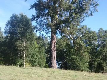 TERRENO DE 80 HECTÁREAS EN SAN JOSÉ DE LA MARIQUINA