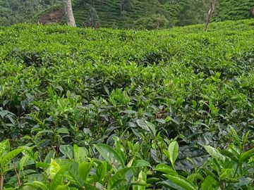 Tanah Potensi Wisata Air Terjun & Kebun Teh seluas 73 Ha di Puncak Mulya, Pangalengan