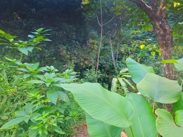 Finca Venta en Minca, 1 hectárea con Riachuelo, Sobre la Vía - Santa Marta
