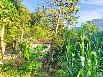 Finca Venta en Minca, 1 hectárea con Riachuelo, Sobre la Vía - Santa Marta