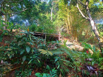 Finca Venta en Minca, 1 hectárea con Riachuelo, Sobre la Vía - Santa Marta