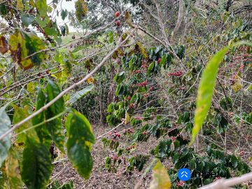 En venta terreno grande sector Cucanamá cerca del pueblo de Vilcabamba