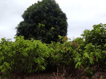F24 - Vendo Hacienda agrícola en Guayas - 50 hectáreas