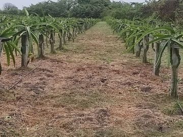 F24 - Vendo Hacienda agrícola en Guayas - 50 hectáreas