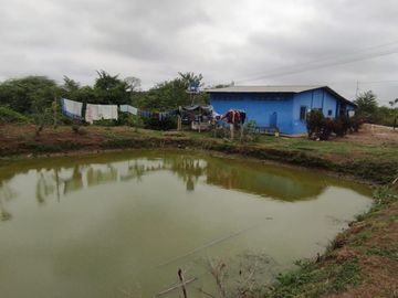 F24 - Vendo Hacienda agrícola en Guayas - 50 hectáreas