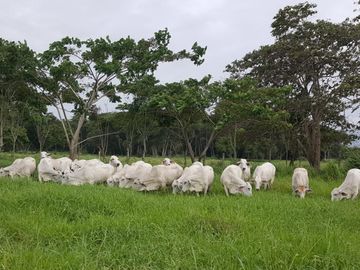 Las Peñas - Esmeraldas - Hermosa Hacienda de Venta