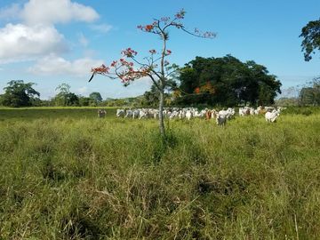 Las Peñas - Esmeraldas - Hermosa Hacienda de Venta