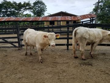 Las Peñas - Esmeraldas - Hermosa Hacienda de Venta