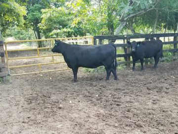 Las Peñas - Esmeraldas - Hermosa Hacienda de Venta