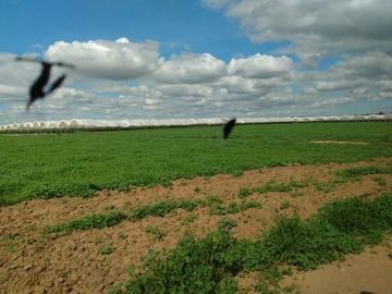 OPORTUNIDAD RANCHO AGRICOLA CON MACROTUNELES CON POZO, TIERRAS DE PRIMERA EN DOLORES HIDALGO, CON ACCESO CERCA CARRETERA Y A UN SUPER PRECIO