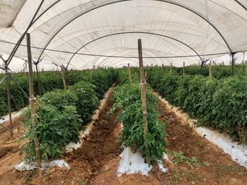 OPORTUNIDAD RANCHO AGRICOLA CON MACROTUNELES CON POZO, TIERRAS DE PRIMERA EN DOLORES HIDALGO, CON ACCESO CERCA CARRETERA Y A UN SUPER PRECIO