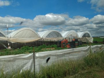 OPORTUNIDAD RANCHO AGRICOLA CON MACROTUNELES CON POZO, TIERRAS DE PRIMERA EN DOLORES HIDALGO, CON ACCESO CERCA CARRETERA Y A UN SUPER PRECIO