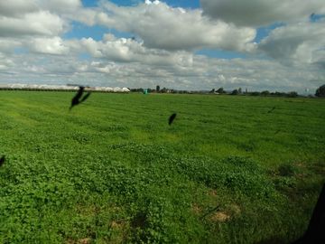 OPORTUNIDAD RANCHO AGRICOLA CON MACROTUNELES CON POZO, TIERRAS DE PRIMERA EN DOLORES HIDALGO, CON ACCESO CERCA CARRETERA Y A UN SUPER PRECIO